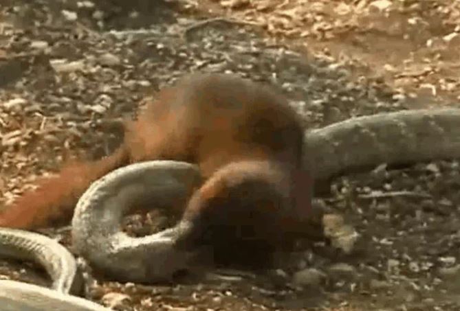 Rắn hổ mang chúa gục ngã trước đòn hiểm của cầy Mangut