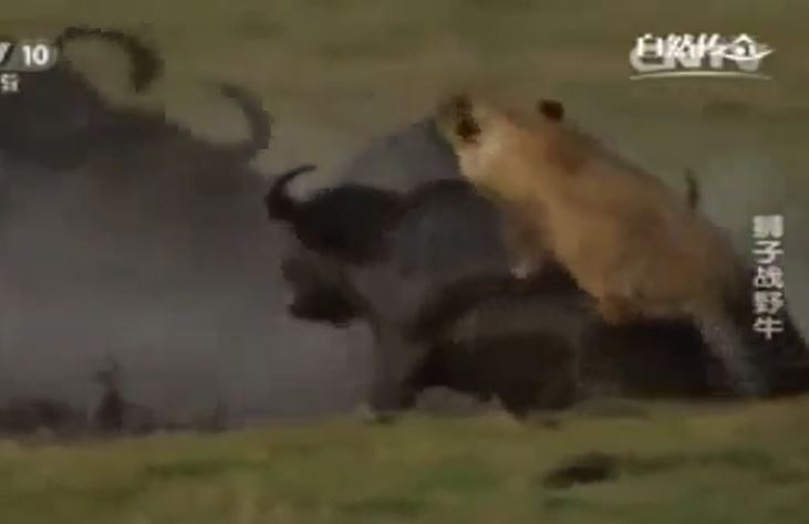 Đơn độc săn mồi, sư tử cái bị trâu rừng quật ngã dưới đầm nước