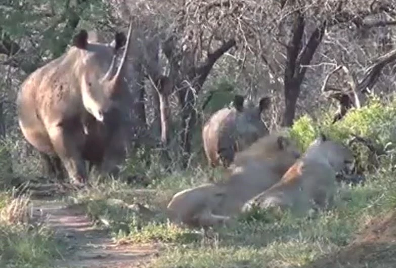 Ảnh cắt từ clip.