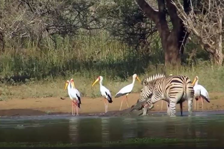 Màn đào thoát nghẹt thở của ngựa vằn trước cá sấu
