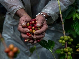 Giá nông sản ngày 16/1/2026: Cà phê tiếp tục tăng, hồ tiêu giảm nhẹ