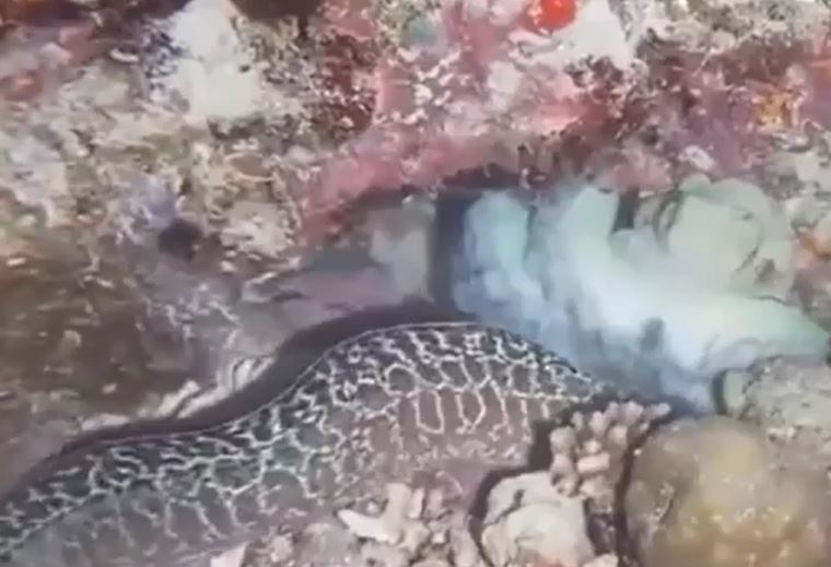 Đại chiến dưới đáy biển, cá chình Moray bất lực trước bạch tuộc lì lợm