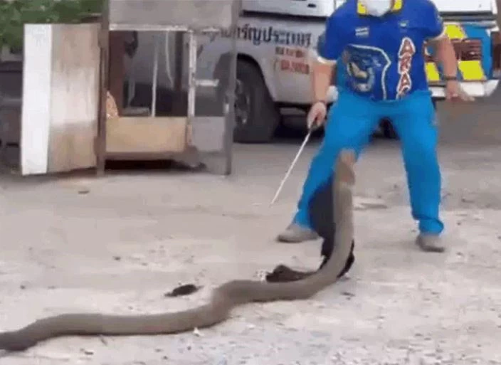 Ảnh cắt từ clip.