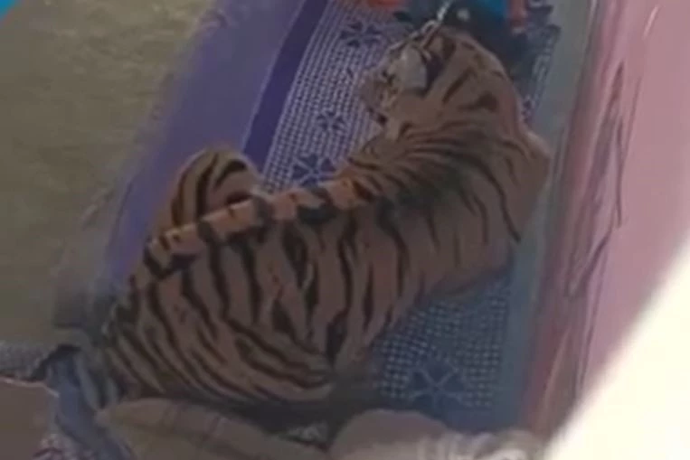 Ảnh cắt từ clip.