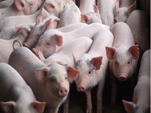 Giá heo hơi ngày 17/1/2026: Miền Bắc giữ đỉnh 76.000 đồng/kg, miền Nam tăng nhẹ