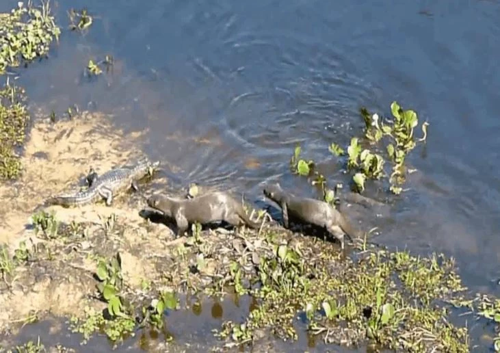 Ảnh cắt từ clip.