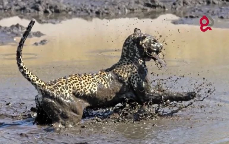 Ảnh cắt từ clip.