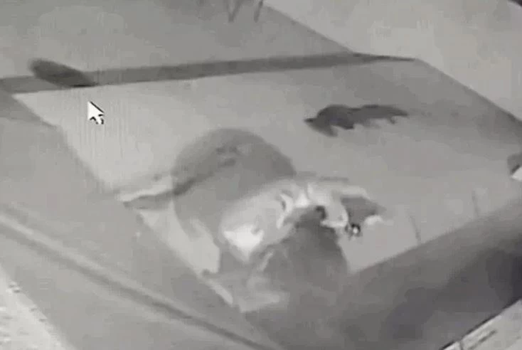 Ảnh cắt từ clip.