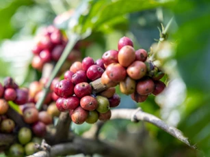 Giá nông sản ngày 19/1/2026: Cà phê, hồ tiêu tiếp tục duy trì ở mức cao