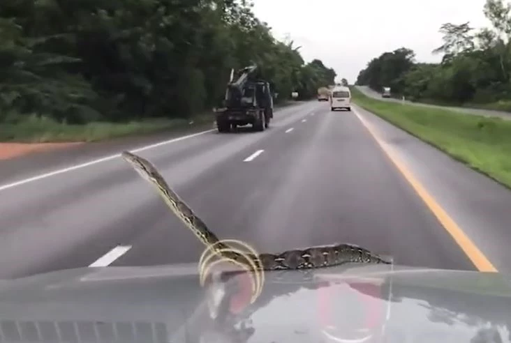 Ảnh cắt từ clip.