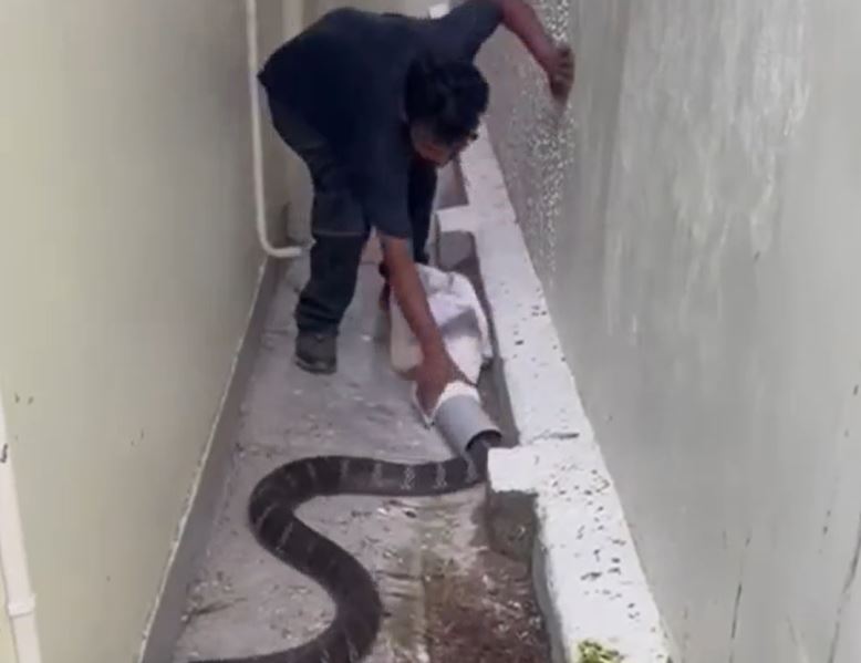 Người đàn ông dùng ống nhựa bắt sống rắn hổ mang chúa khổng lồ