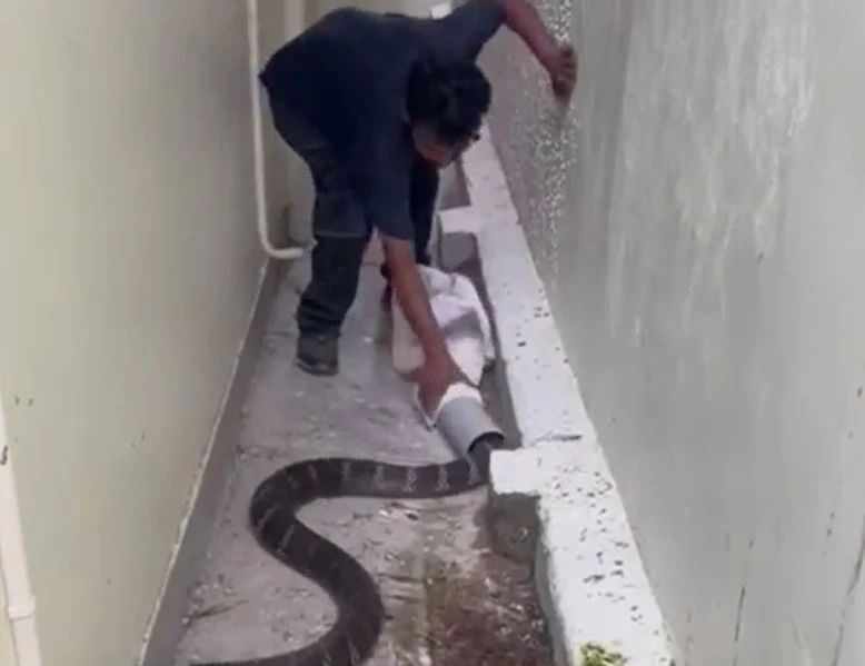 Ảnh cắt từ clip.