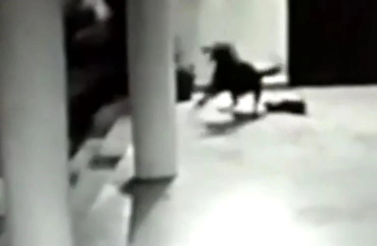 Ảnh cắt từ clip.