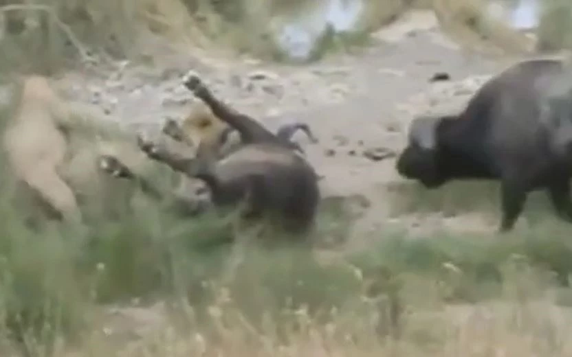 Ảnh cắt từ clip.