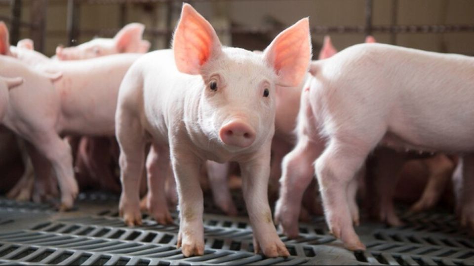 Giá heo hơi ngày 20/1/2026: Miền Bắc ổn định mở mức cao, miền Nam tiếp tục tăng sát Tết