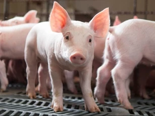 Giá heo hơi ngày 20/1/2026: Miền Bắc ổn định mở mức cao, miền Nam tiếp tục tăng sát Tết