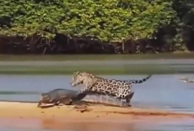 Ảnh cắt từ clip.