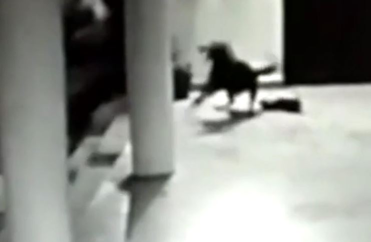 Chó mẹ liều mình tử chiến, buộc báo hoa mai nhả con non