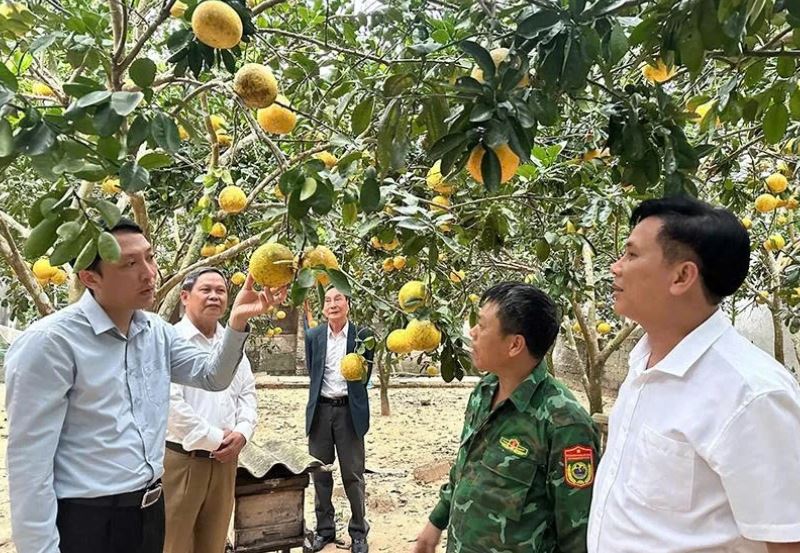 Nông Cống tạo sinh kế bền vững từ nông nghiệp hiện đại