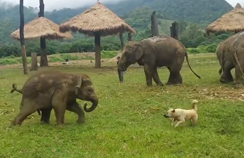 Voi con nổi cáu vì bị chó trêu đùa