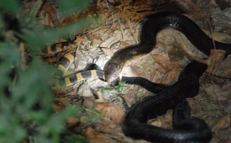 Dù có nọc độc mạnh gấp 15 lần rắn hổ mang chúa nhưng cạp nong vẫn bất lực với đối thủ.