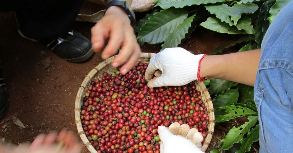 Giá nông sản ngày 21/1/2026: Cà phê tiến sát ngưỡng 100.000 đồng/kg, hồ tiêu duy trì ổn định