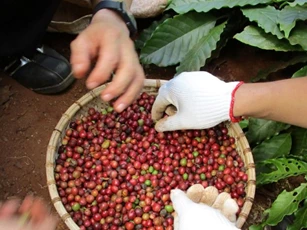 Giá nông sản ngày 21/1/2026: Cà phê tiến sát ngưỡng 100.000 đồng/kg, hồ tiêu duy trì ổn định