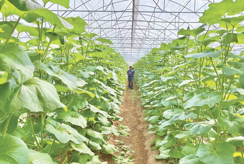 Thanh Hóa: Hợp tác xã công nghệ cao tạo sức bật cho nông thôn mới