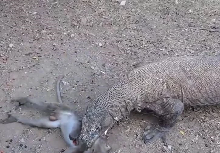 Ảnh cắt từ clip.