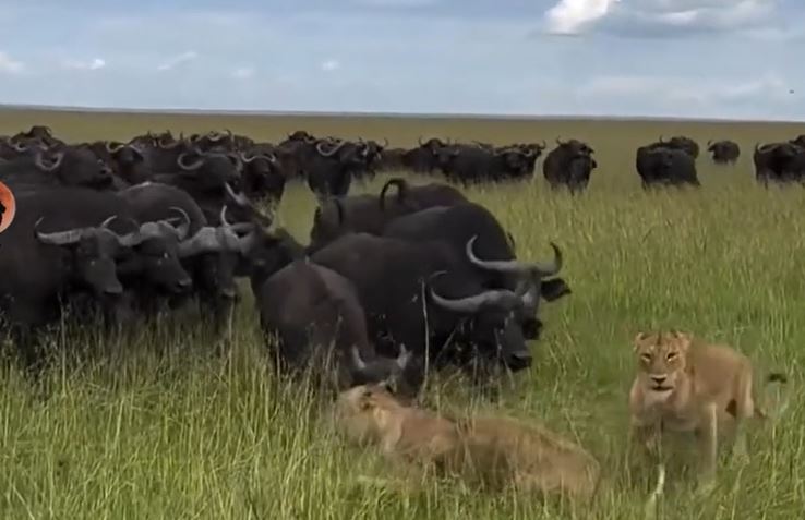 Bầy sư tử hoảng loạn bỏ chạy trước cuộc phản công của đàn trâu rừng