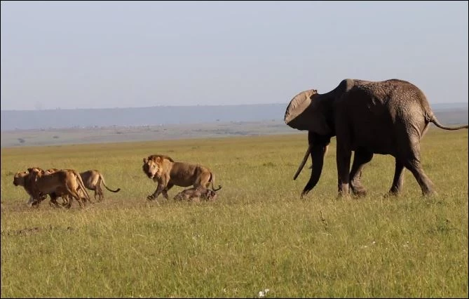 Voi mẹ bất lực nhìn sư tử hạ sát con.