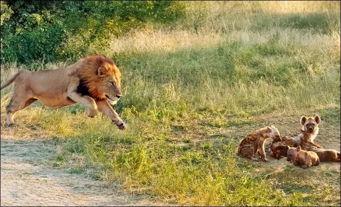 Sư tử tấn công bầy linh cẩu.