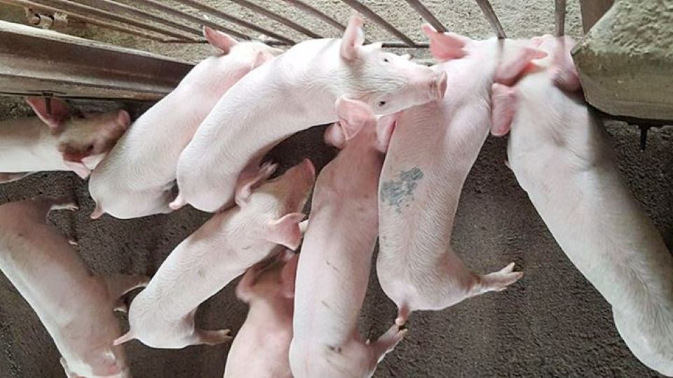 Giá heo hơi ngày 23/1/2026: Miền Bắc áp sát mốc 80.000 đồng/kg