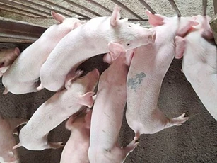 Giá heo hơi ngày 23/1/2026: Miền Bắc áp sát mốc 80.000 đồng/kg