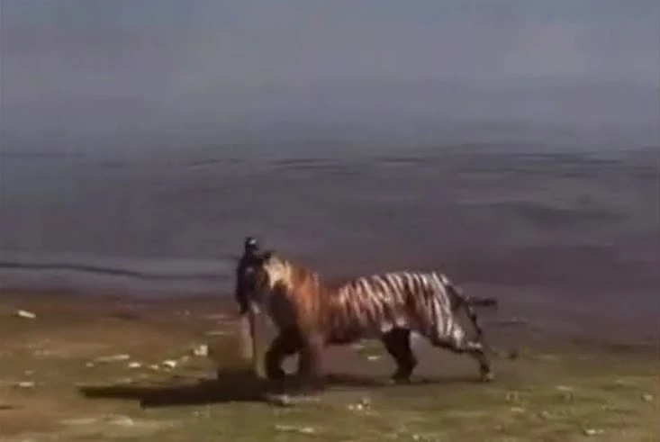 Ảnh cắt từ clip.