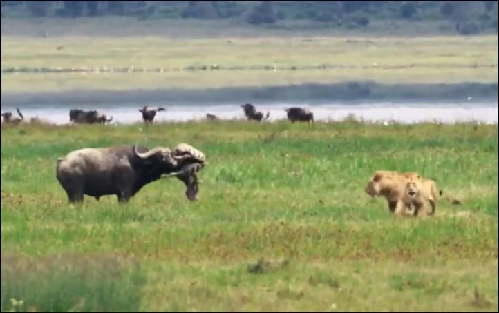 Trâu rừng húc ngựa vằn.