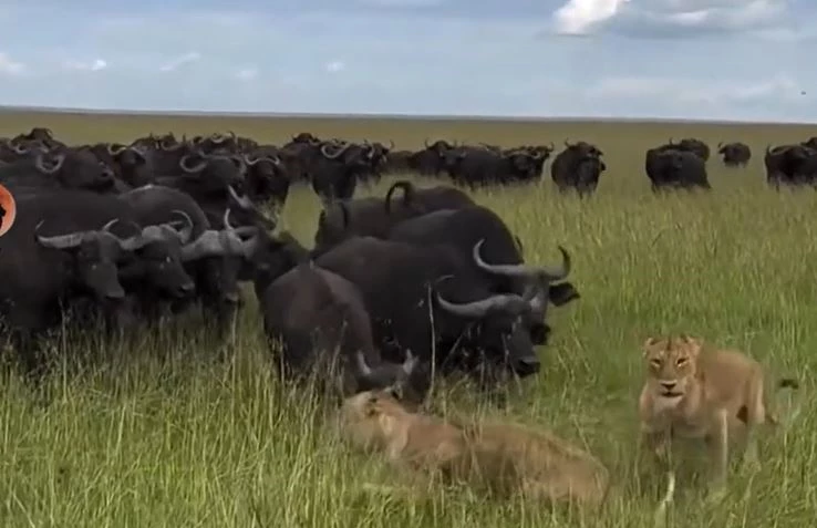 Ảnh cắt từ clip.