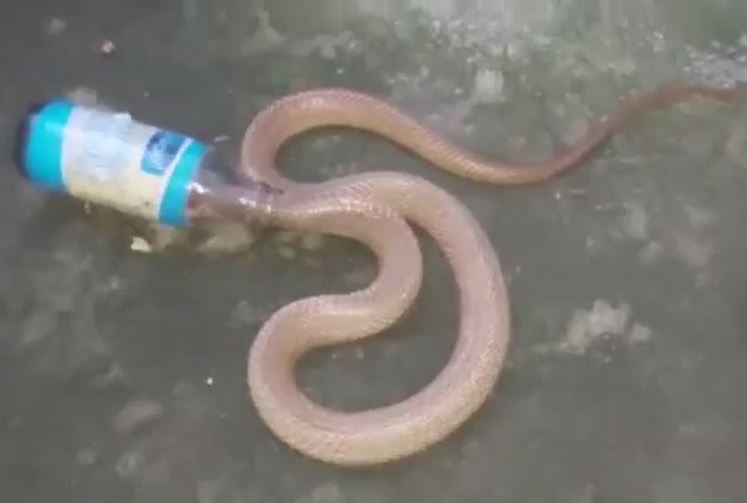 Rắn hổ mang săn mồi bất thành, kẹt cứng đầu trong chai thủy tinh