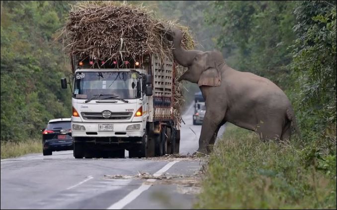 Voi khổng lồ chặn đường, cướp mía trên xe tải