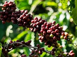 Giá nông sản ngày 24/1/2026: Cà phê đảo chiều giảm, hồ tiêu bật tăng trở lại