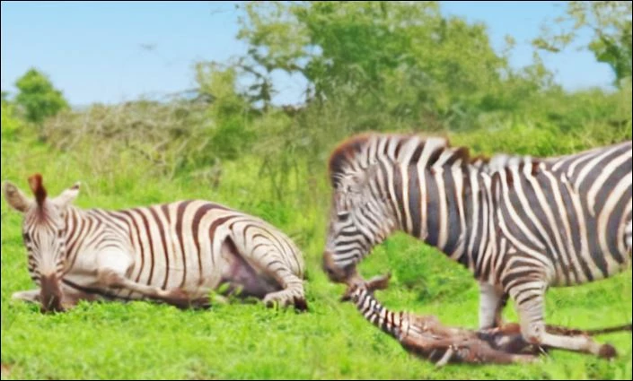 Ngựa vằn đực sát hại con non.