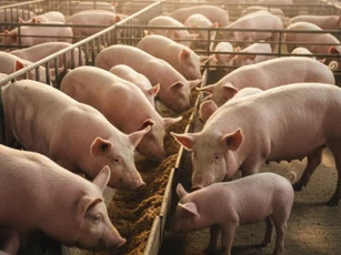 Giá heo hơi ngày 24/1/2026: Miền Bắc tiến gần tới ngưỡng 80.000 đồng/kg