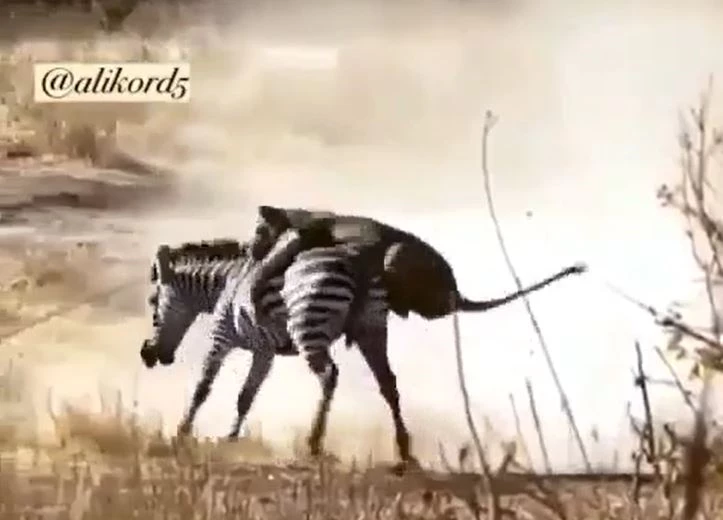 Ảnh cắt từ clip.