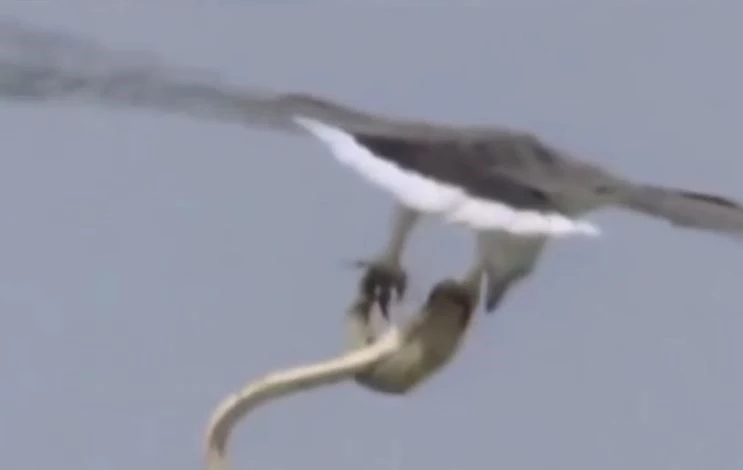 Ảnh cắt từ clip.