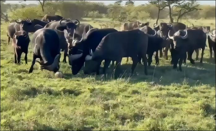 Sư tử con chết thảm khi bị cả đàn trâu rừng giày xéo