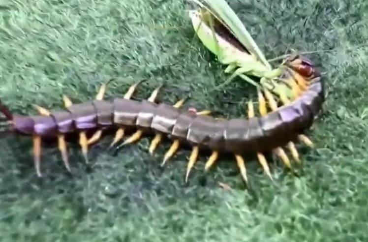 Ảnh cắt từ clip.