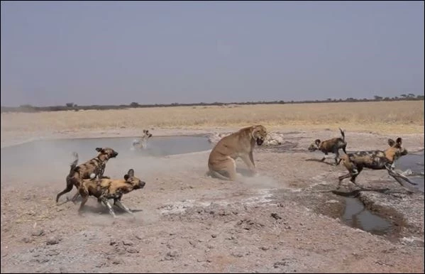Bầy chó hoang tấn công sư tử.