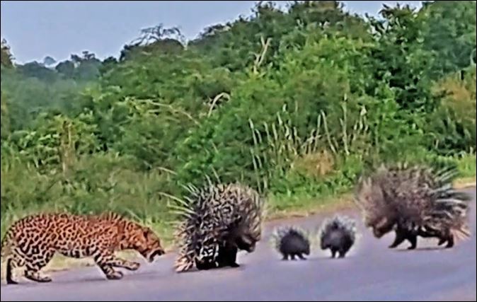 Nhím bố mẹ liều mình ác chiến với báo hoa mai để cứu con