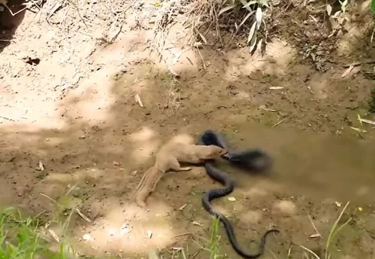 Ảnh cắt từ clip.