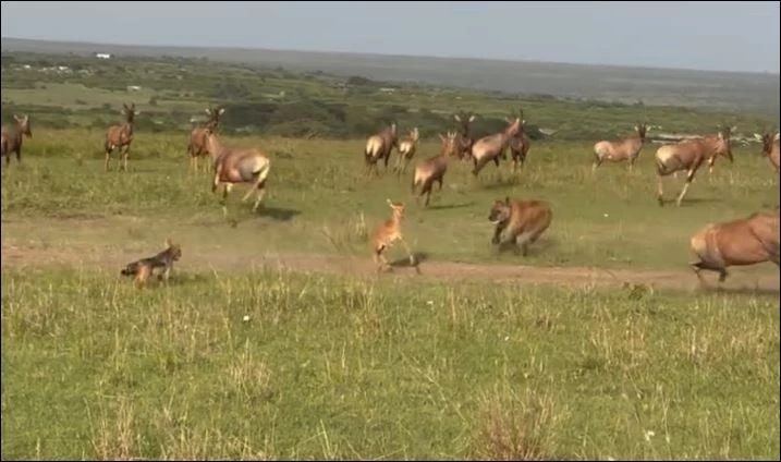 Linh cẩu hạ sát linh dương con.